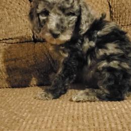 Aussiedoodle Puppies from Color Country Doodles