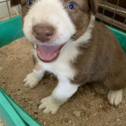Australian Shepherd Puppies from Far Out Aussies