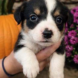 Male 1 - Black tri-color male Assorted Doodle Crosses puppy in Mouth Of Wilson, Virginia from Holly Ridge Aussies, Aussiedoodles & Corgis