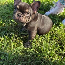 Justice - Blue male French Bulldog puppy in Carlisle, Ohio from Gibson Acres