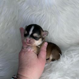Domino Girl - Black and tan female Chihuahua puppy in Fargo, North Dakota from Wild Prairie Chihuahuas