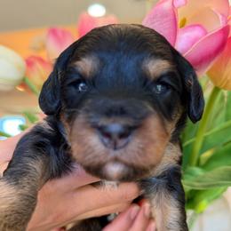 Lamb chop - Black and tan female Assorted Doodle Crosses puppy in Yuciapa, California from AlltheDoodlez_