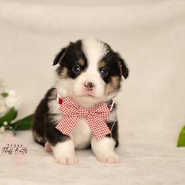 BOY 1- Plaid and bougie - Black and tan male Pembroke Welsh Corgi puppy in Keene, Texas from Texas Fluff Butts and Friends