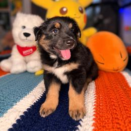 Australian Shepherd Puppies from McElroy Homestead Austrailian Shepherds