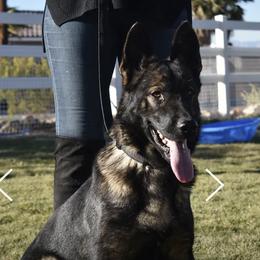Mi mi - German Shepherd