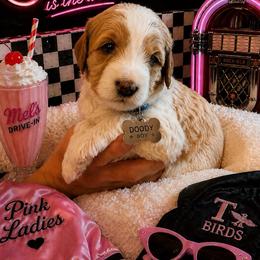 Doody - Cream male Goldendoodle puppy in Janesville, Wisconsin from Brandie Stenulson