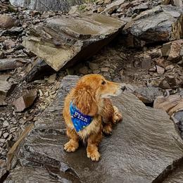 Finn - Dachshund