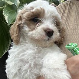 Iris- Green Collar Girl - female Cavapoochon puppy in Clementon, New Jersey from PitterPatterPuppiesNJ