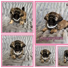 Sugarplum - Sable female Shih Tzu puppy in Yelm, Washington from Lala's All Star Shih Tzu