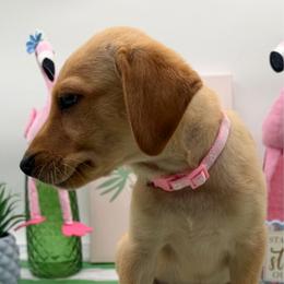 Light Pink - Yellow female Labrador Retriever puppy in Heath Springs, South Carolina from Rich Hill Retrievers