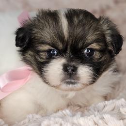Vanilla Bean - White female Tibetan Spaniel puppy in Vancouver, Washington from Trillium Tibetan Spaniels