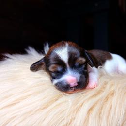 Evalina - Piebald female Dachshund puppy in Washburn, Tennessee from Clinch Mountain Dachshunds