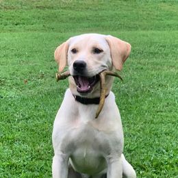 Labrador Retrievers from Forever 1 Farms