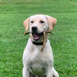 Labrador Retrievers from Forever 1 Farms