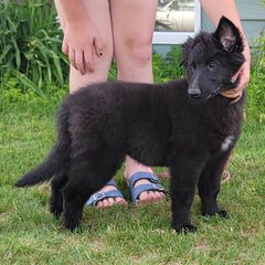 Girl - Black female Belgian Sheepdog puppy in Green Bluff, Washington from Clawson Belgians