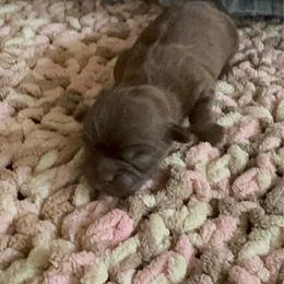 Chip - Liver and white male Shih Tzu puppy in Jones, Oklahoma from J&R Aussies/Shih Tzu