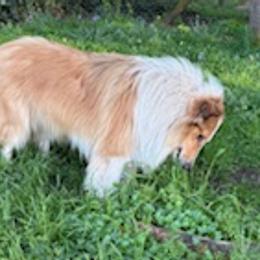Lupin - Old Time Scotch Collie