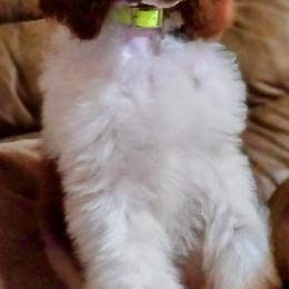 Poodle Puppies from Reeves Family Standard Poodles