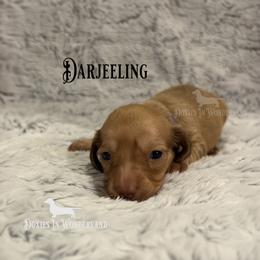 Darjeeling - Cream female Dachshund puppy in Rainier, Oregon from Doxies in Wonderland