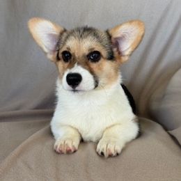 Girl 1 - Black and tan female Pembroke Welsh Corgi puppy in Huntington Beach, California from Gingerbread