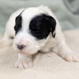 Patches - Black and white female Sheepadoodle puppy in Seaman, Ohio from Ohio Valley Sheepadoodles