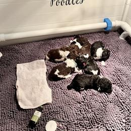 Poodle Puppies from Apricity Poodles
