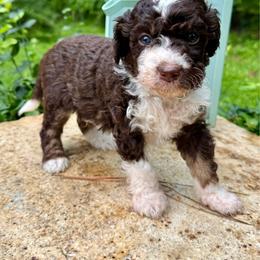 Dwayne (The Rock) - Brown and white male Aussiedoodle puppy in Chattanooga, Tennessee from Leafy Acre Mini Farm