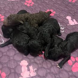 Girl 6 - Brown female Poodle puppy in Calimesa, California from Teakwood Poodles of SoCal