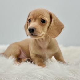 Melvin - Red male Dachshund puppy in Litchfield, Illinois from Charmm Dachshunds