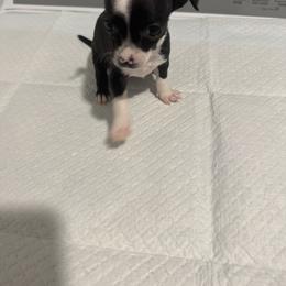 Mrs Lady in black - Black and white female Chihuahua puppy in Las Vegas, Nevada from Quality Poms Chihuahua Yorkies of Las vegas