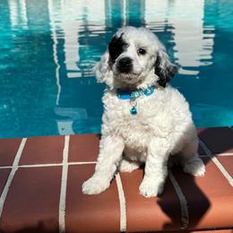 Mr. Thor - Parti male Poodle puppy in Gainesville, Florida from Pet Inn Xxweetdoodles