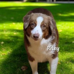 Riley - Miniature Australian Shepherd