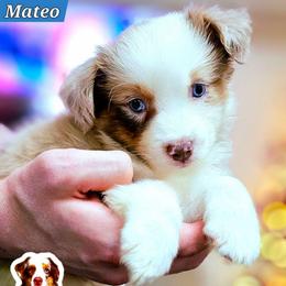 Mateo - Red merle male Miniature Australian Shepherd puppy in Punta Gorda, Florida from Christie's Creekside Aussies