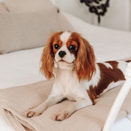 Maylee - Cavalier King Charles Spaniel