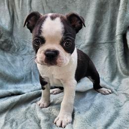 M2 - Brindle and white male Boston Terrier puppy in Newton Grove, North Carolina from Sassifras Boston Terriers