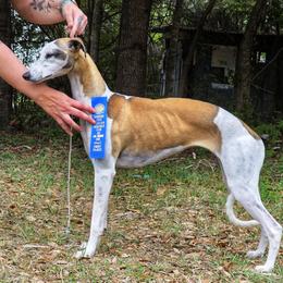 Beastie - Whippet