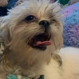 Assorted Doodle Crosses, Chihuahuas, and Shih Tzus from Happy Place Kennels