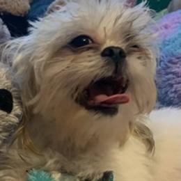 Assorted Doodle Crosses, Chihuahuas, and Shih Tzus from Happy Place Kennels