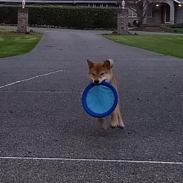 Schipperkes and Shiba Inu from Aria Show Dogs