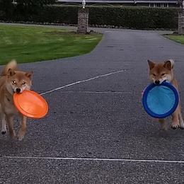 Schipperkes and Shiba Inu from Aria Show Dogs