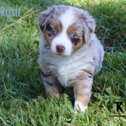 Australian Shepherd, Miniature American Shepherd, Miniature Australian Shepherd, and Toy Australian Shepherd Puppies from TK Standard, Mini, & Toy Aussies