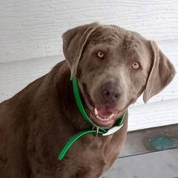 DIESEL - Dilute Retriever