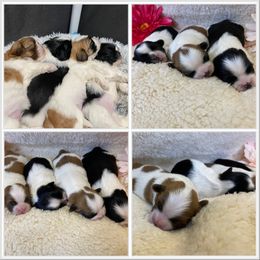 Shih Tzu puppies from Bel Aire Beauties