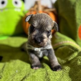 Boy 2 - Salt and pepper male Miniature Schnauzer puppy in Brownwood, Texas from Texas Dreams Mini Schnauzers