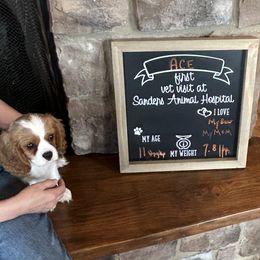 Cavalier King Charles Spaniel Puppies from Cassie’s Cavaliers