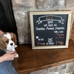 Cavalier King Charles Spaniel Puppies from Cassie’s Cavaliers