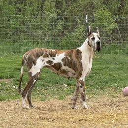 Kyiv - Great Dane