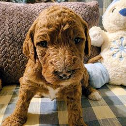 Garnet - Red  female Goldendoodle puppy in Freedom, New York from Samantha's Goldendoodles