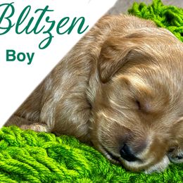 Blitzen - Red  male Goldendoodle puppy in Travelers Rest, South Carolina from Bailey Mountain Doodles