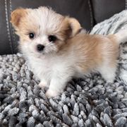 Rare Gem Celeste - Fawn Mi-Ki puppy in Cleveland, Ohio from Rare Gem Mi-Ki’s LTD
